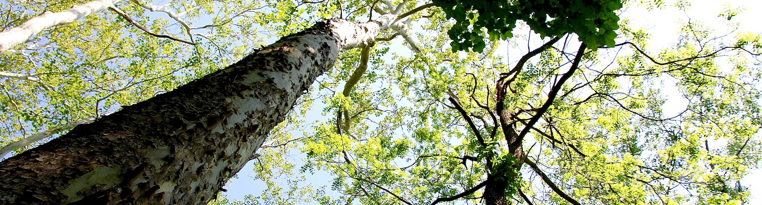 an image with green trees to represent sustainability